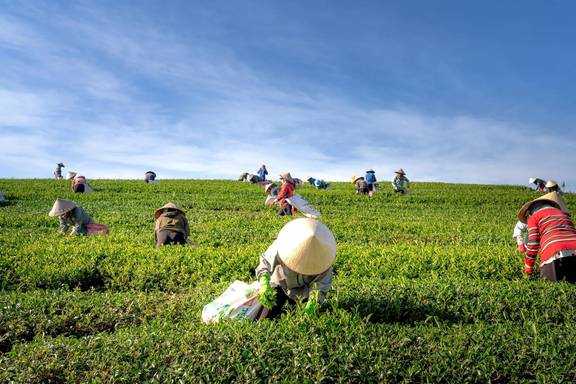 Locally sourced Malawian produce